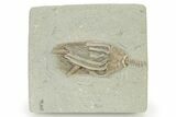Macrocrinus Crinoid with Rare Split Anal Tube Pathology - Indiana #325655-1